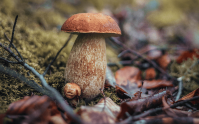 IN PARTENZA I NUOVI CORSI PER LA RACCOLTA FUNGHI