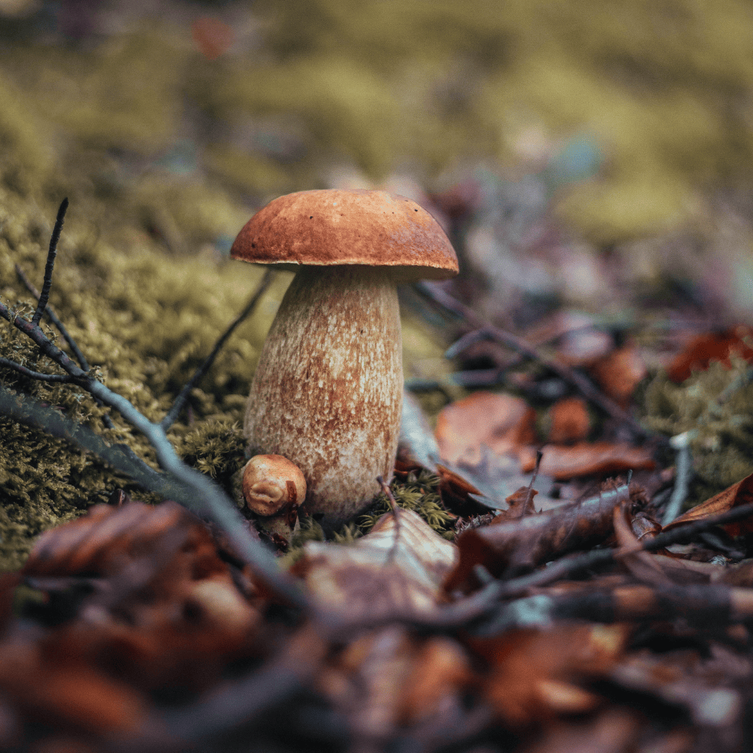 IN PARTENZA I NUOVI CORSI PER LA RACCOLTA FUNGHI