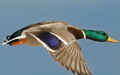 ACCOLTO IL RICORSO DI EARTH AL TAR DELLA SARDEGNA PER CHIUDERE ANTICIPATAMENTE LA CACCIA A GERMANO REALE E GALLINELLA D’ACQUA