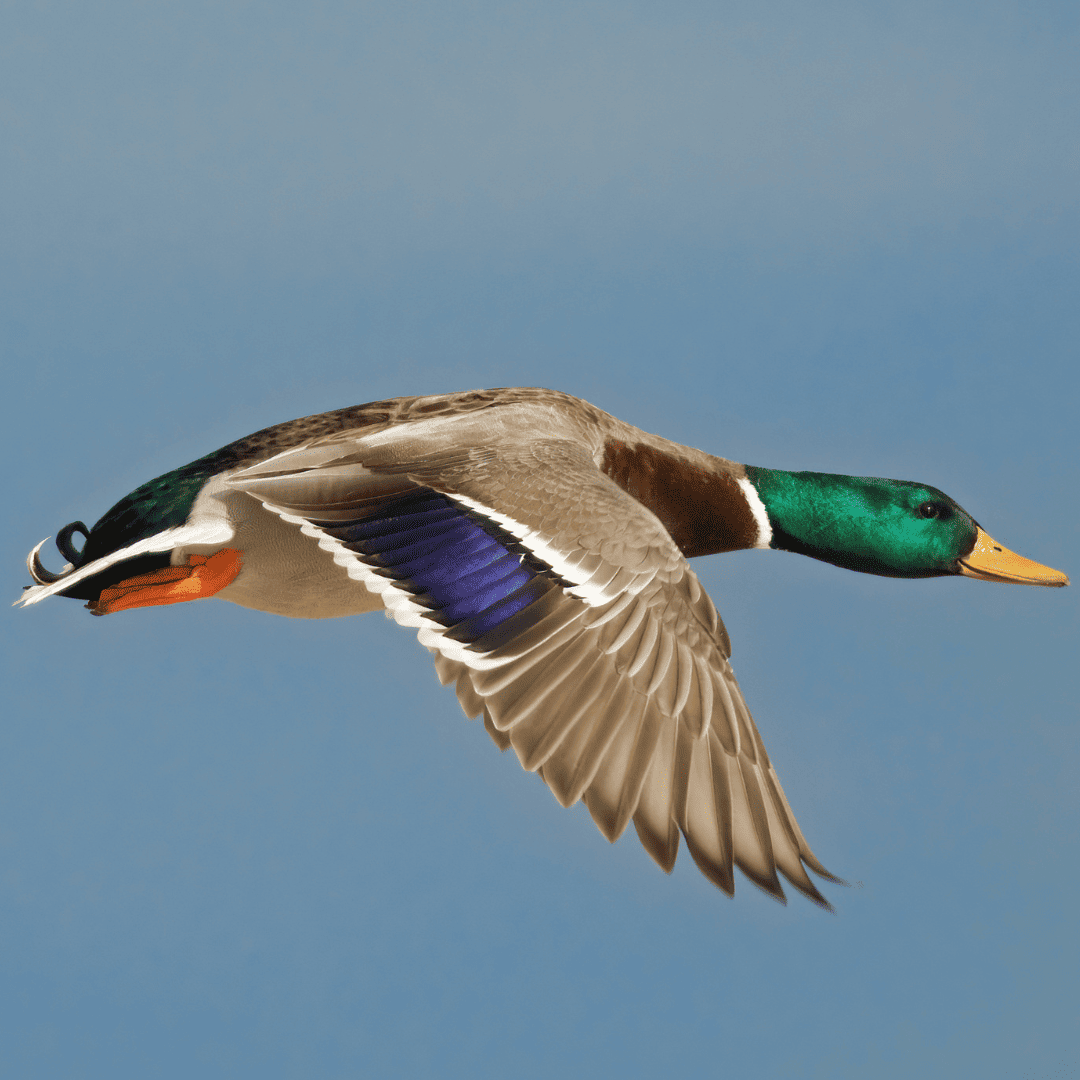 ACCOLTO IL RICORSO DI EARTH AL TAR DELLA SARDEGNA PER CHIUDERE ANTICIPATAMENTE LA CACCIA A GERMANO REALE E GALLINELLA D’ACQUA