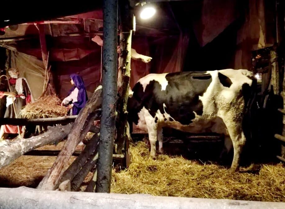 EARTH INTERVIENE A TUTELA DEGLI ANIMALI DEL PRESEPE VIVENTE DI TREVIGNANO ROMANO