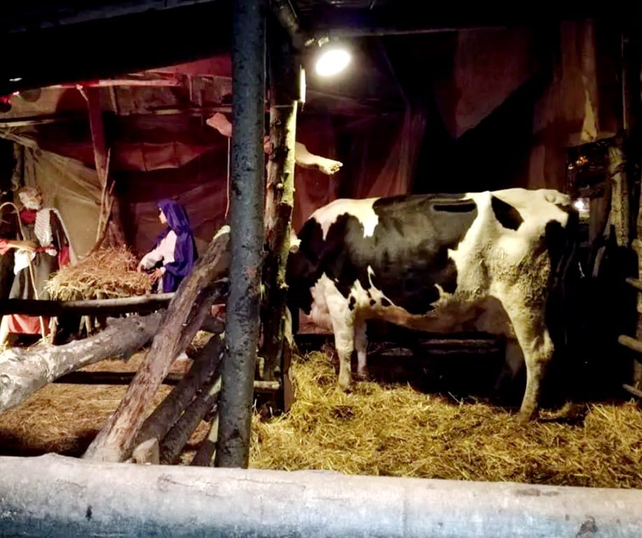 EARTH INTERVIENE A TUTELA DEGLI ANIMALI DEL PRESEPE VIVENTE DI TREVIGNANO ROMANO