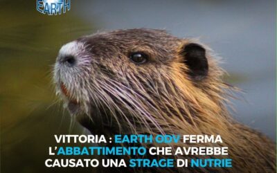 EARTH ODV FERMA L’ABBATTIMENTO DELLE NUTRIE