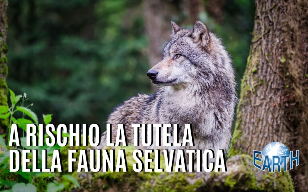 Prima il lupo. E adesso, a chi toccherà?