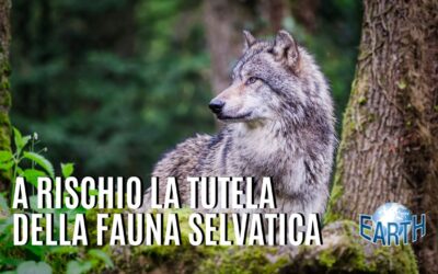 Prima il lupo. E adesso, a chi toccherà?