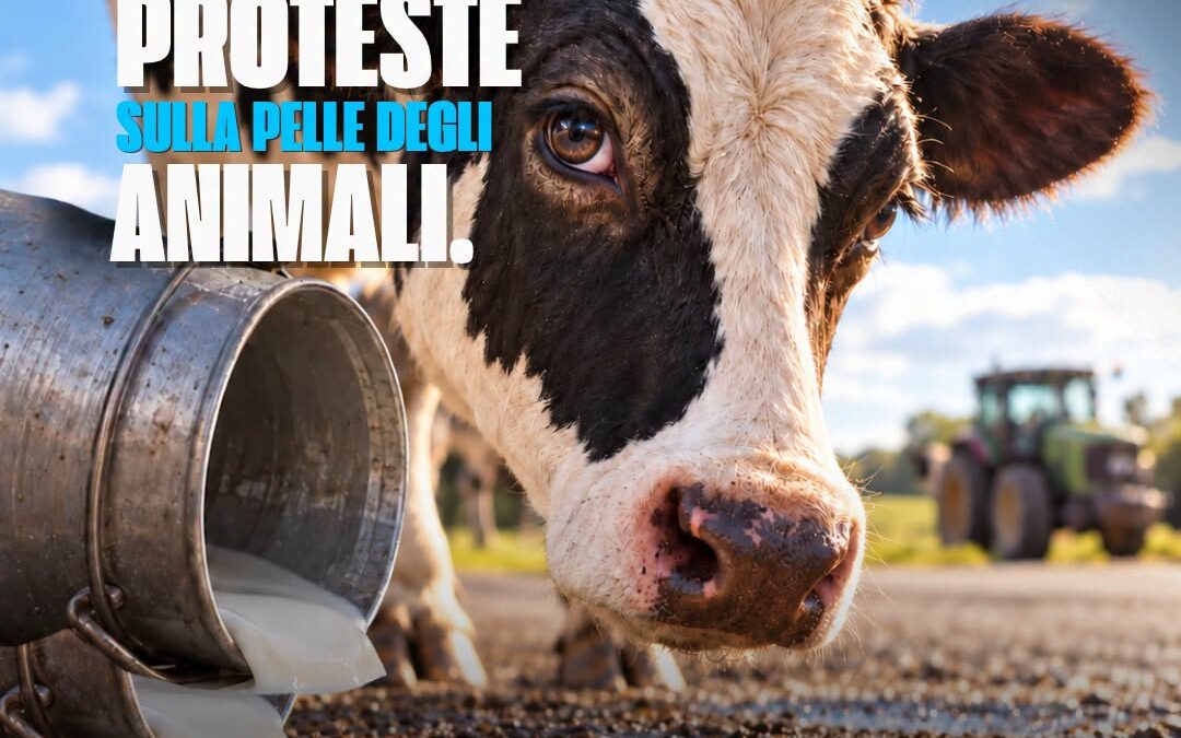 ANIMALI SFRUTTATI PER PRODURRE LATTE POI BUTTATO SULL’ASFALTO DAGLI AGRICOLTORI DURANTE LE LORO PROTESTE..