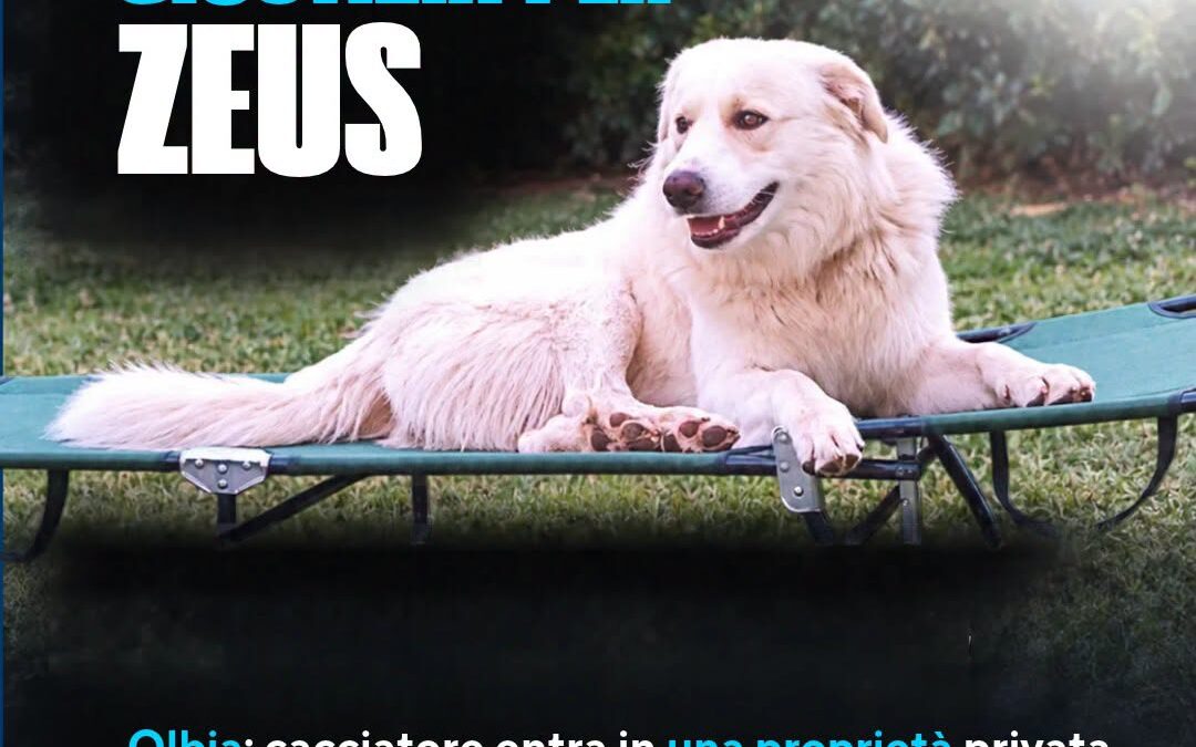 OLBIA: CACCIATORE ENTRA IN UNA PROPRIETÀ PRIVATA, SPARA AL CANE DI FAMIGLIA E MINACCIA DI MORTE IL PROPRIETARIO