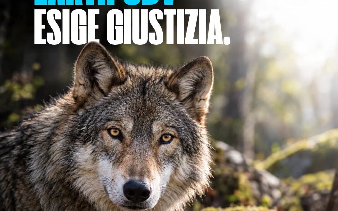 LUPI NEL MIRINO: EARTH ODV ESIGE GIUSTIZIA
