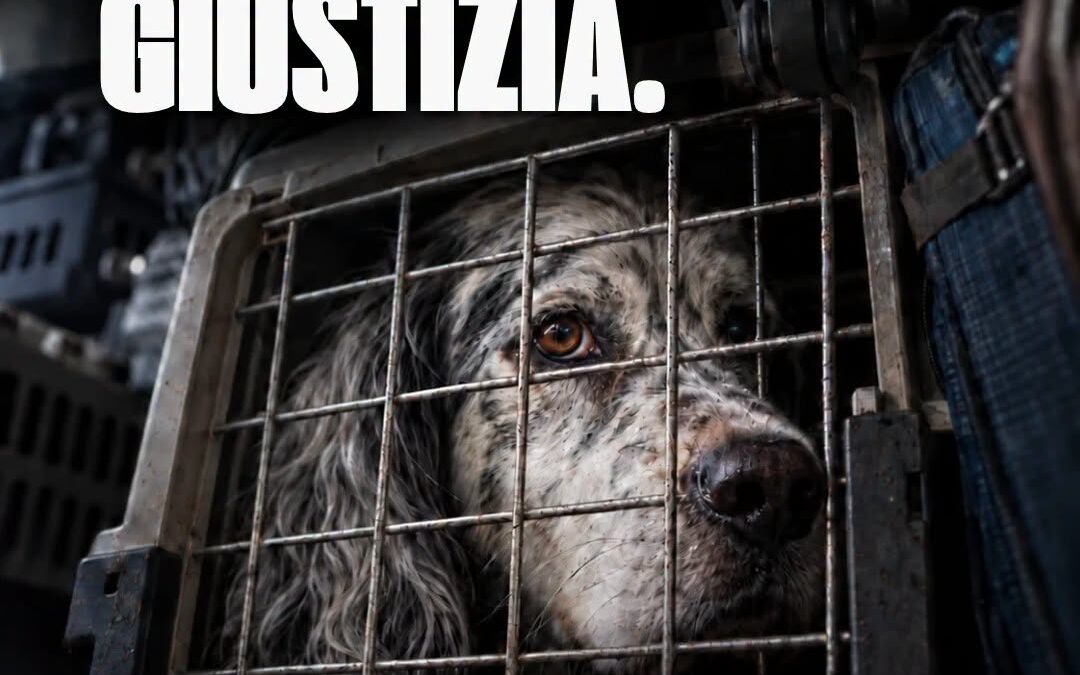 SETTE CANI  MORTI SOFFOCATI. EARTH ODV PRETENDE GIUSTIZIA.