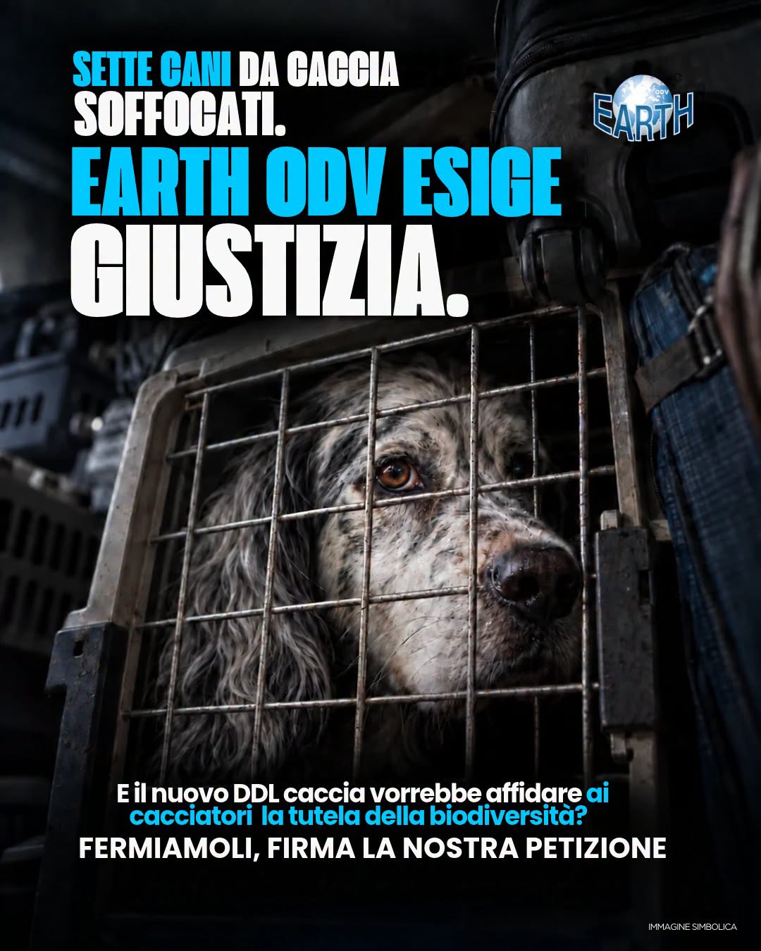 SETTE CANI  MORTI SOFFOCATI. EARTH ODV PRETENDE GIUSTIZIA.