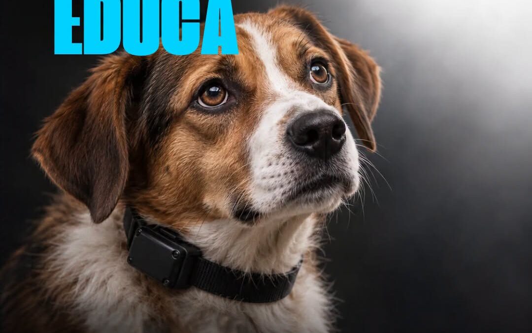 TOLMEZZO – CANE COSTRETTO AL COLLARE ELETTRICO