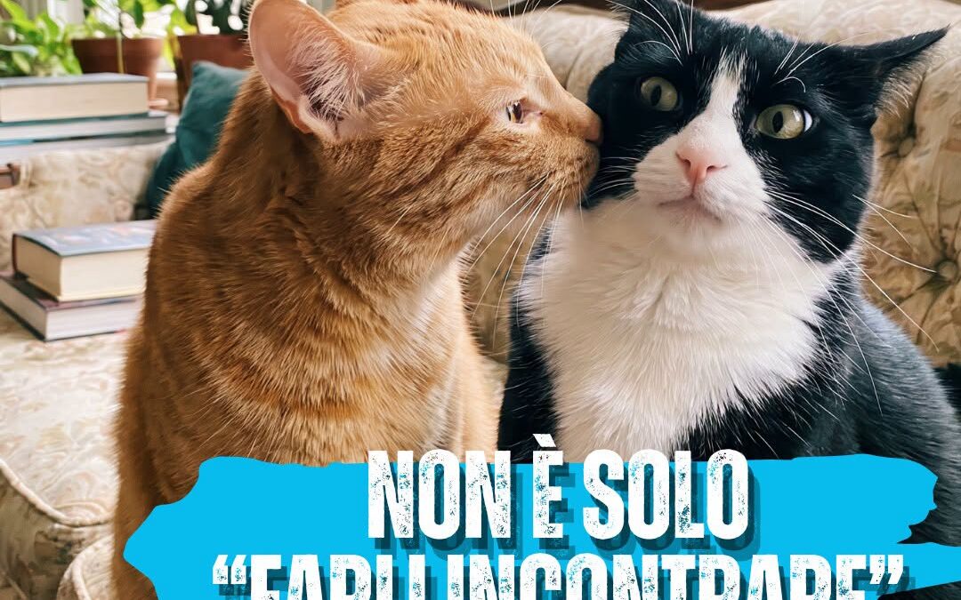 VUOI CONOSCERE I GATTI E OPERARE PROFESSIONALMENTE? ISCRIVITI AL CORSO PROFESSIONALE PER MEDIATORE FELINO