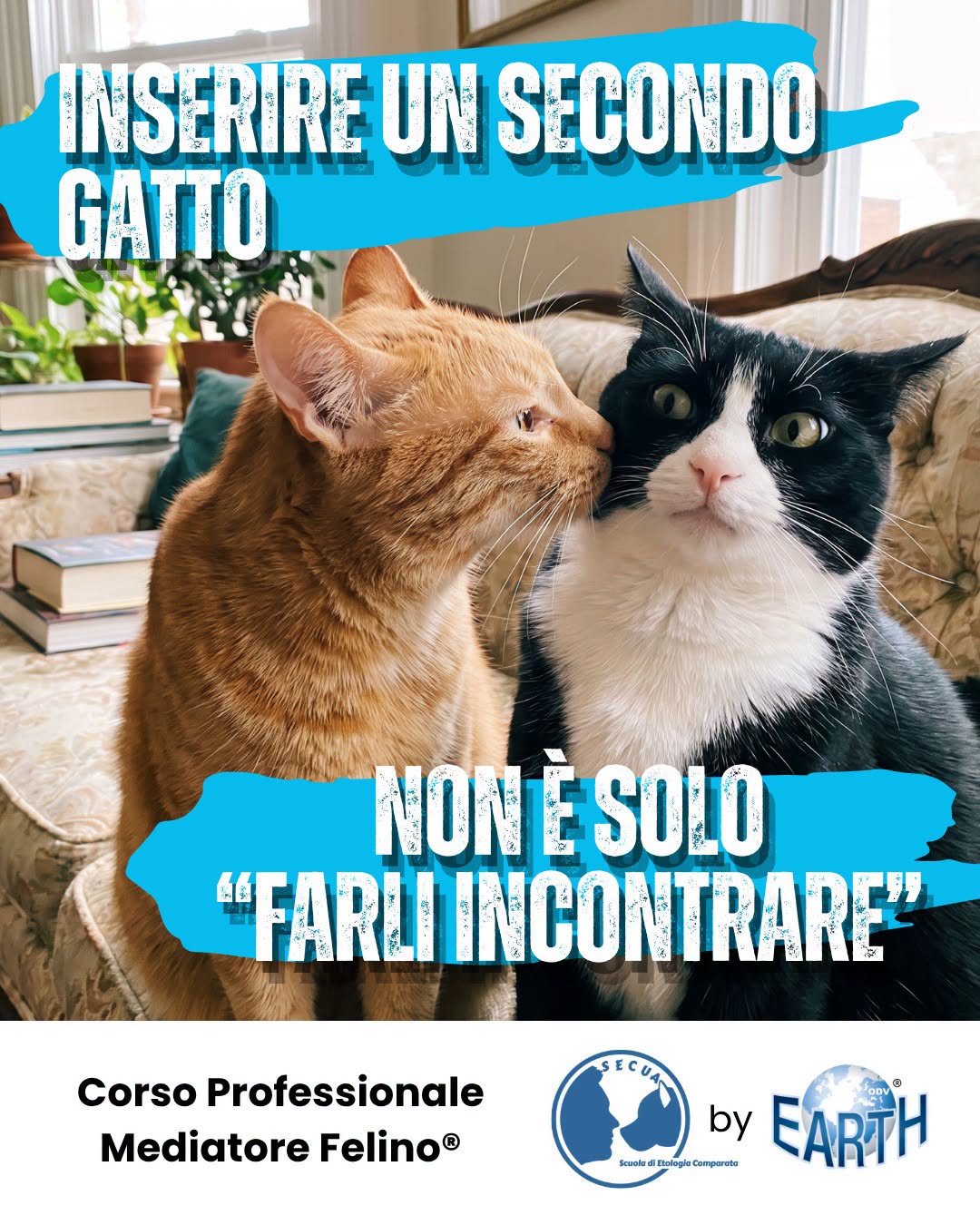 VUOI CONOSCERE I GATTI E OPERARE PROFESSIONALMENTE? ISCRIVITI AL CORSO PROFESSIONALE PER MEDIATORE FELINO