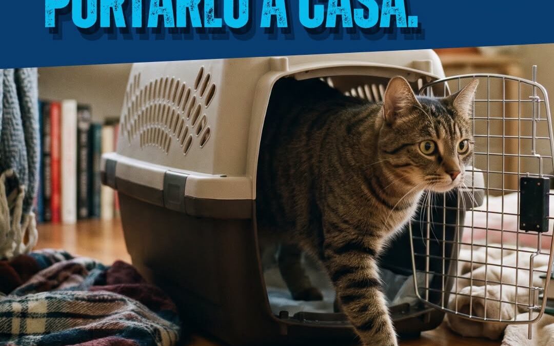 CORSO PROFESSIONALE ON-DEMAND PER MEDIATORE FELINO