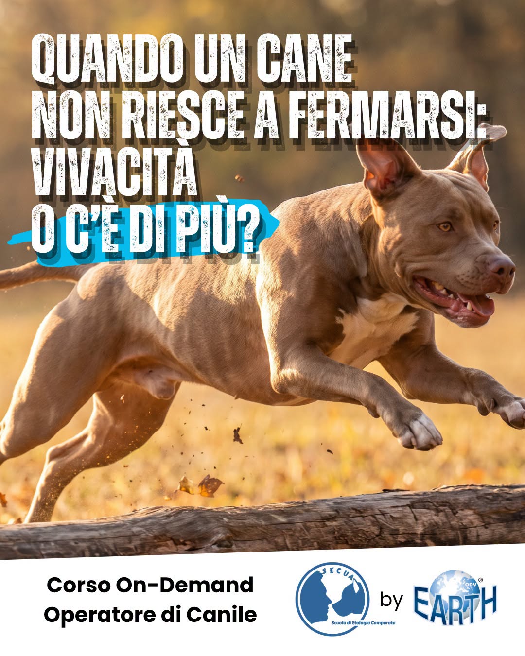 CORSO ON-DEMAND PER OPERATORE DI CANILE