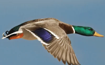 ACCOLTO IL RICORSO DI EARTH AL TAR DELLA SARDEGNA PER CHIUDERE ANTICIPATAMENTE LA CACCIA A GERMANO REALE E GALLINELLA D’ACQUA